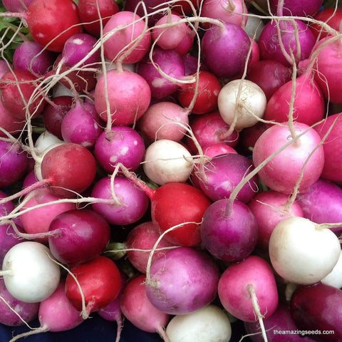 Heirloom Easter Egg Blend Radish