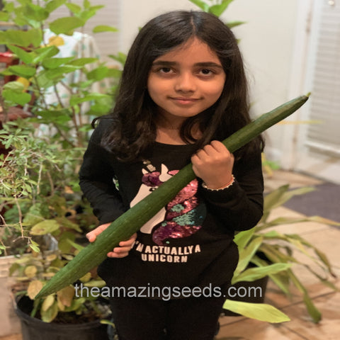 Extra Long Sponge Gourd Seeds ,Luffa Gourd, Galki,Gilki ,Chikni Turai, Nenwa Seeds, Thai, Chinese Okra,muop huong