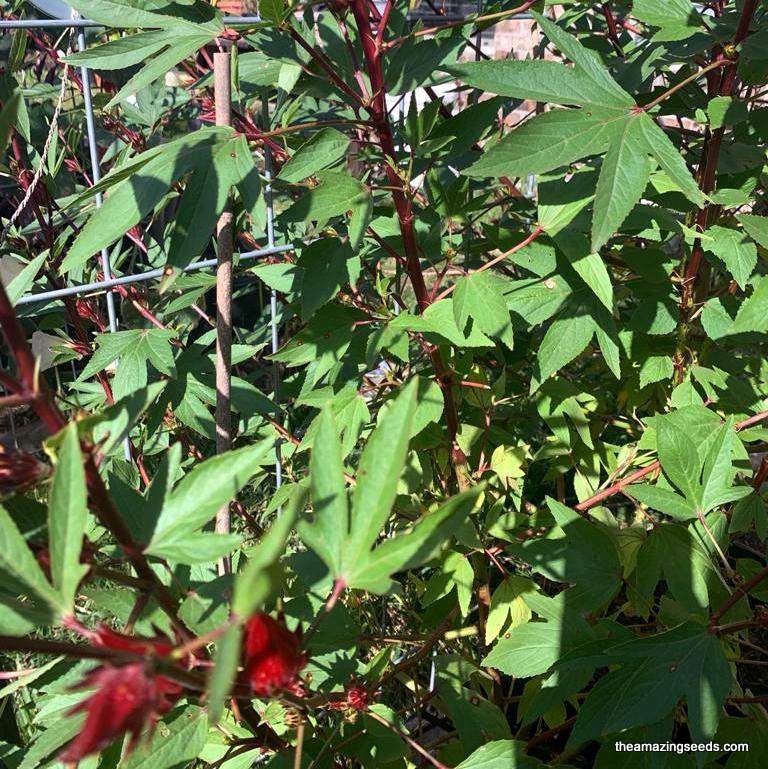 gongura plant seeds Red Stem Gongura, Roselle seeds, Non GMO, Heirloom, Non treated