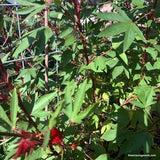 Red Stem Gongura, Roselle seeds, Non GMO, Heirloom, Non treated
