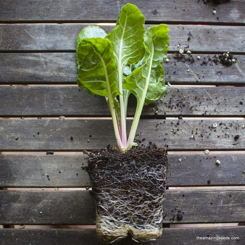 Heirloom Fordhook Swiss Chard Seed
