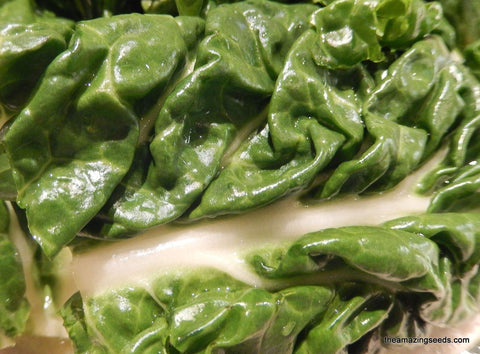 Heirloom Fordhook Swiss Chard Seed