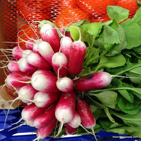 Heirloom French Breakfast Radish Seeds