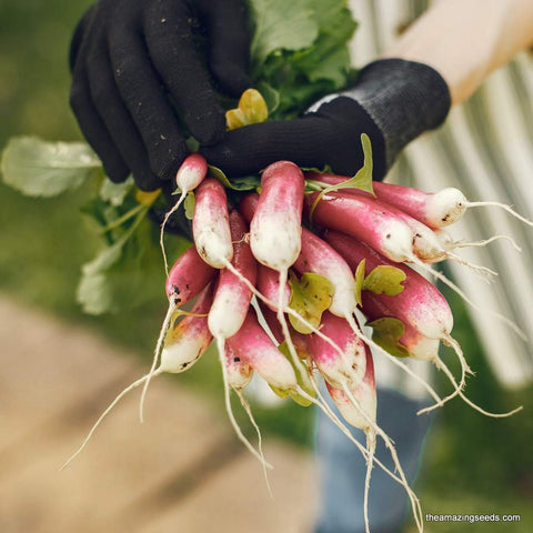 Heirloom French Breakfast Radish Seeds