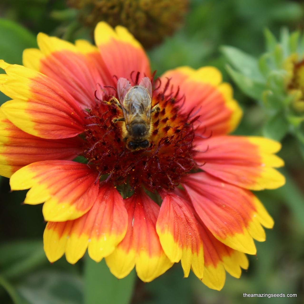 firewheel flower seeds Annual Gaillardia Seeds, Indian Blanket flower, Firewheel,Rose-Ring,Blanket Flower,Gaillardia Pulchella Seeds Heirloom