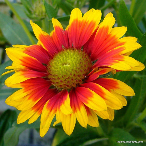 Annual Gaillardia Seeds, Indian Blanket flower, Firewheel,Rose-Ring,Blanket Flower,Gaillardia Pulchella Seeds Heirloom