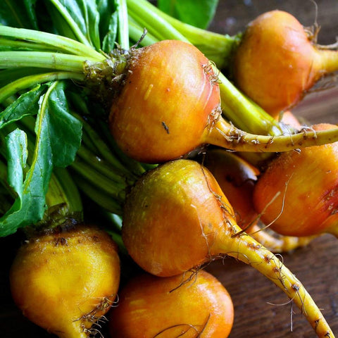 Golden Detroit Beet Heirloom