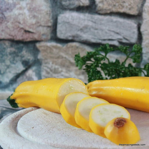 Heirloom Golden Zucchini Summer Squash Seed