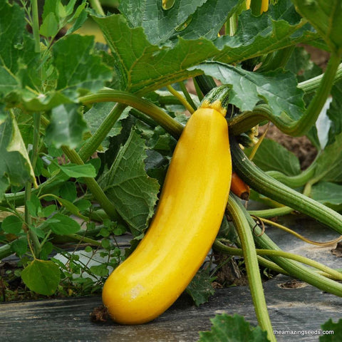 Heirloom Golden Zucchini Summer Squash Seed
