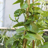 Malabar Spinach, Green, Alugbati, Vietnamese Spinach, Pui, Poi Saag, Heirloom Seeds