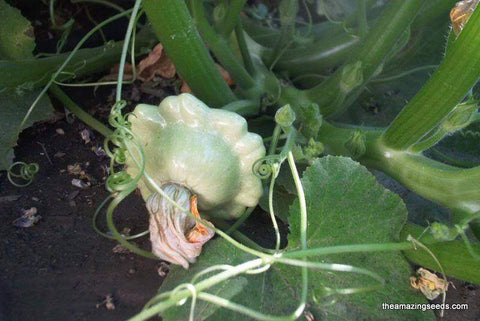 Heirloom Green Tint Bennings Scallop, Patty Pan, Summer Squash Seed