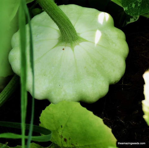 Summer Squash, Scallop Melody, Heirloom Seeds , guranteed mix