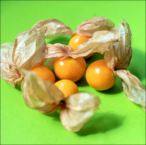 Organic, Aunt Molly’s Ground Cherry, Heirloom Seeds