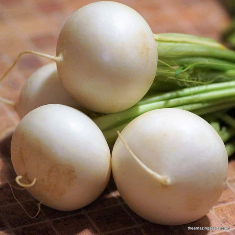 Heirloom Hailstone Radish, White Globe Radish, White Button Radish