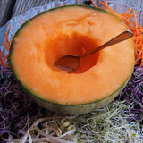 Melon, Cantaloupe, Hales Best Jumbo Melon, Heirloom Seed