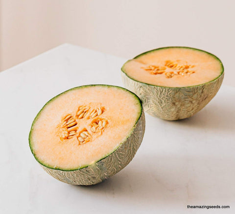 Melon, Cantaloupe, Hearts of Gold, Heirloom Seed