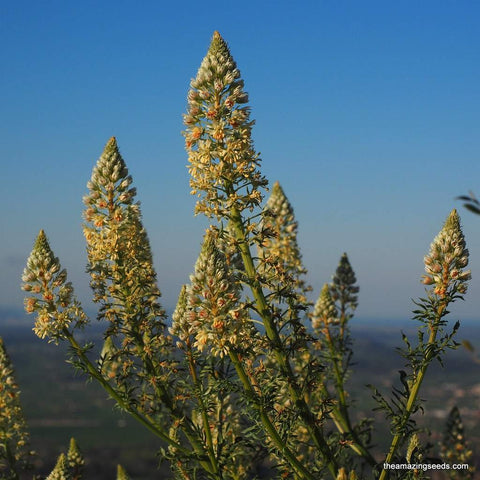 Organic Henna Mehandi Seeds,Dye Seeds, Mignonetee Tree,Egyptian Privet,Heena Tattoo Seeds (Lawsonia inermis)