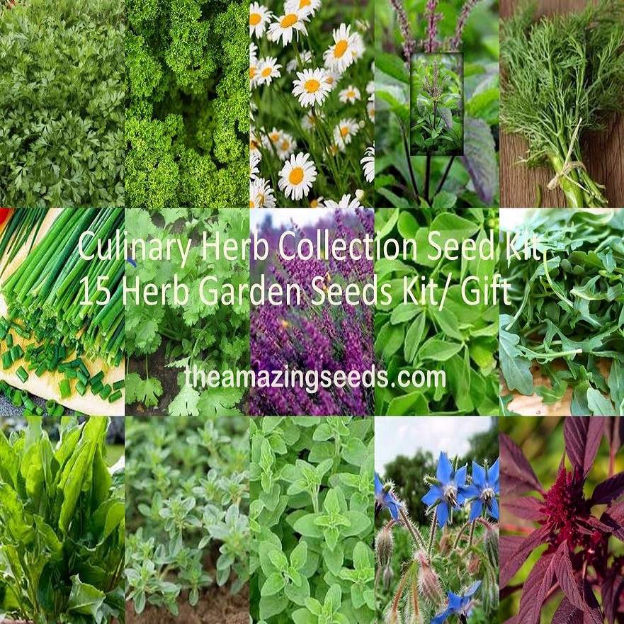 medicinal herb garden seeds Culinary Herb Collection Seed Kit/ 15 Herb Garden Seeds Kit – The Amazing Seeds