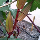 Heirloom Hill Country Red Okra Seeds