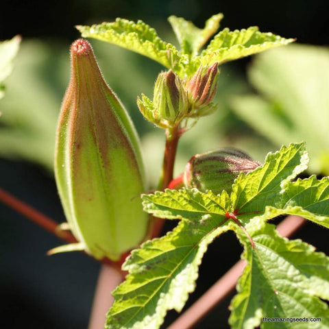 Heirloom Hill Country Red Okra Seeds