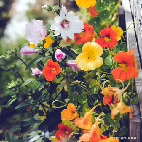 Nasturtium, Tall Single Blend Seeds, Microgreens
