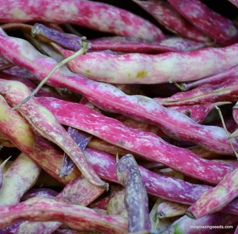 Dwarf Horticulture Taylor Bush Bean Seed