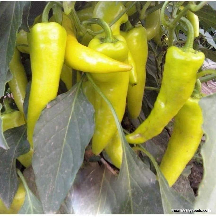 Heirloom Hungarian Yellow Hot Wax  Hot Pepper Seed