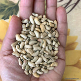 Bean, Yard long, WHITE Seed, Asparagus Bean, Chinese Long Bean, garter bean, snake bean, yardlong, Heirloom, Non GMO Seeds