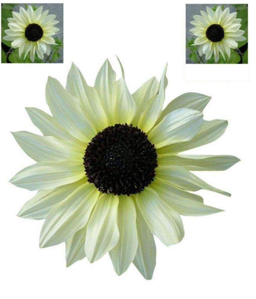 Italian White Sunflower seeds