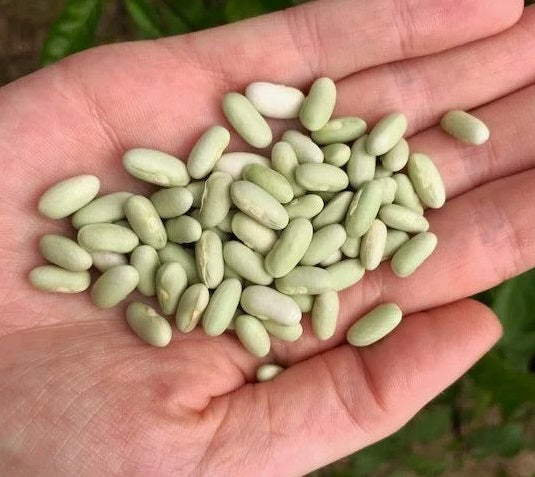 Heirloom Green Bush Bean JADE Seeds