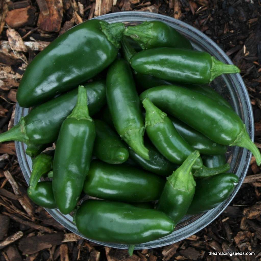 Heirloom Jalapeno Early Pepper Seeds (HOT)