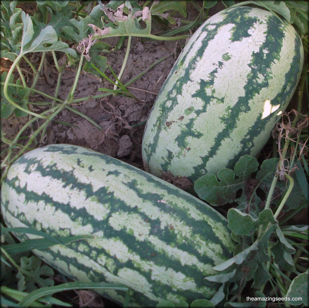 planting jubilee watermelon seeds Watermelon, Jubilee Improved Seed