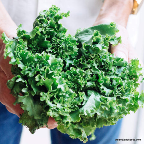 Dwarf Siberian Improved KALE Seeds/Leafy vegetable