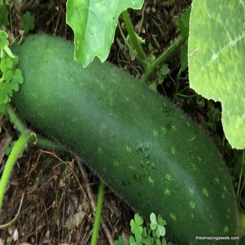 LAI JUD Hybrid Wax Gourd seeds, Mini Winter Melon, personal size,Xiao Dong Gua