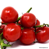 Heirloom Large Red Cherry Tomato Seeds