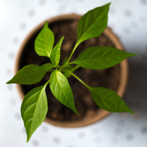 Basil, Lemon Basil, Herb, Heirloom Seed