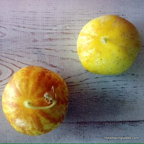 Heirloom Lemon Cucumber Seed