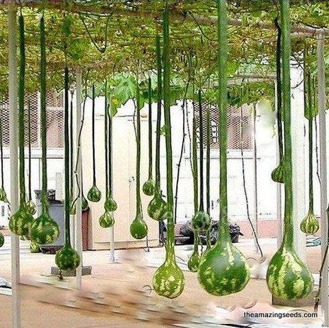 Long Handle Dipper Gourd, Heirloom Seeds
