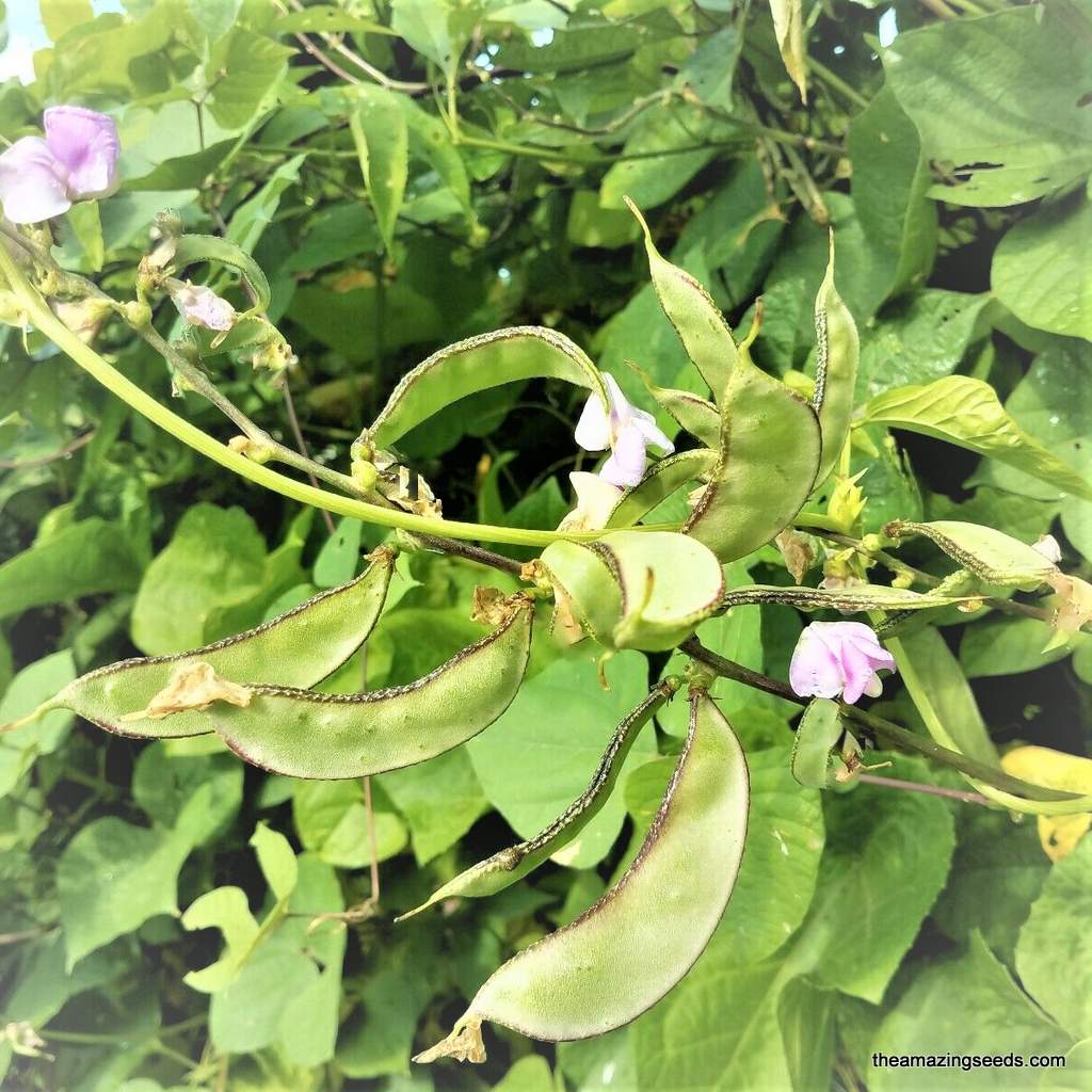hyacinth bean plant seeds Hyacinth bean, MURASAKIIROHANA FUJIMAME, Purple Flower, Lablab purpure – The Amazing Seeds