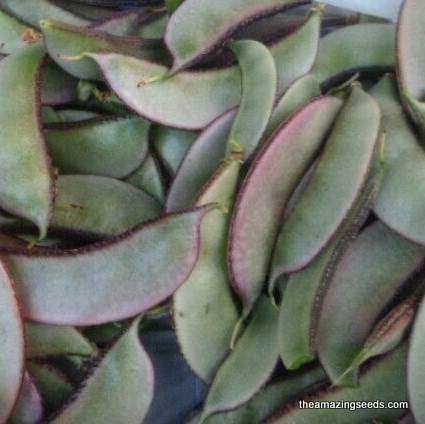 Hyacinth bean, MURASAKIIROHANA FUJIMAME, Purple Flower, Lablab purpureus