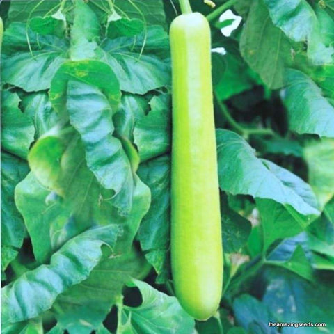 Long Asian Bottle Gourd, Dudhi, Lauki Seeds, NAM TAO YAO, Sorakaya Seeds
