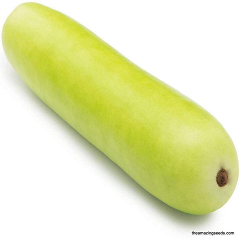 Long Asian Bottle Gourd, Dudhi, Lauki Seeds, NAM TAO YAO, Sorakaya Seeds