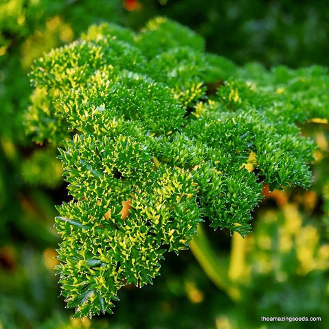 Moss Curled Parsley Seeds Heirloom