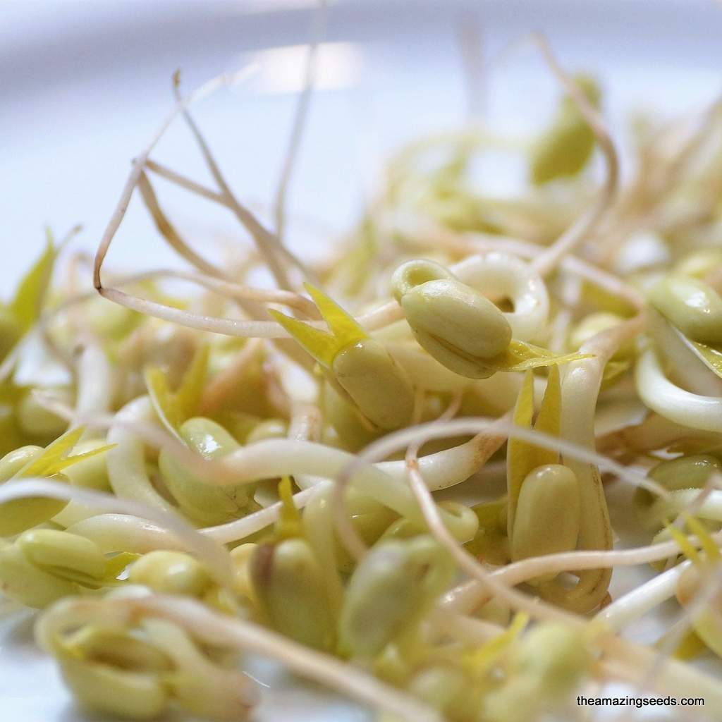 Heirloom Mung Bean Sprouting Seed