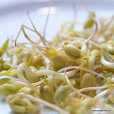 Heirloom Mung Bean Sprouting Seed