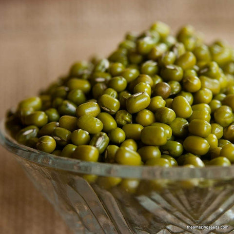Heirloom Mung Bean Sprouting Seed