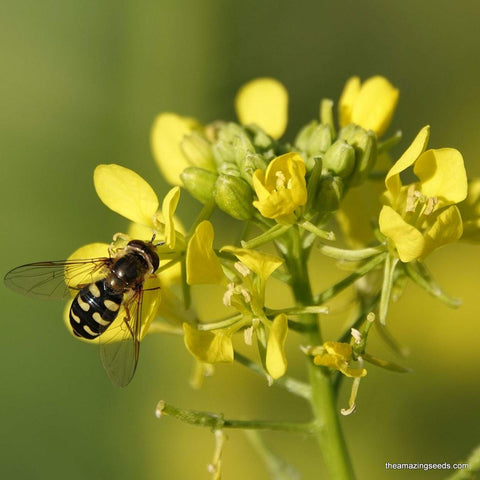 Mustard, Brown, Heirloom Seeds