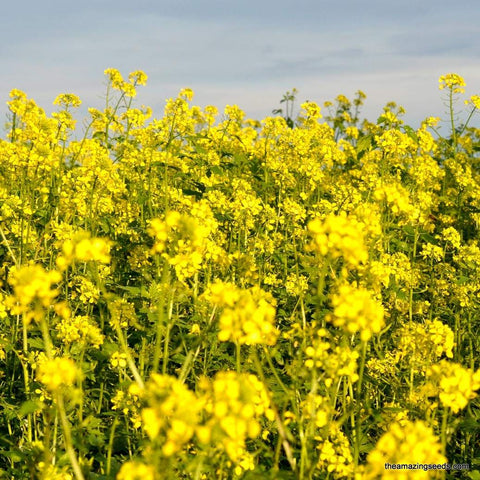 Mustard, Brown, Heirloom Seeds