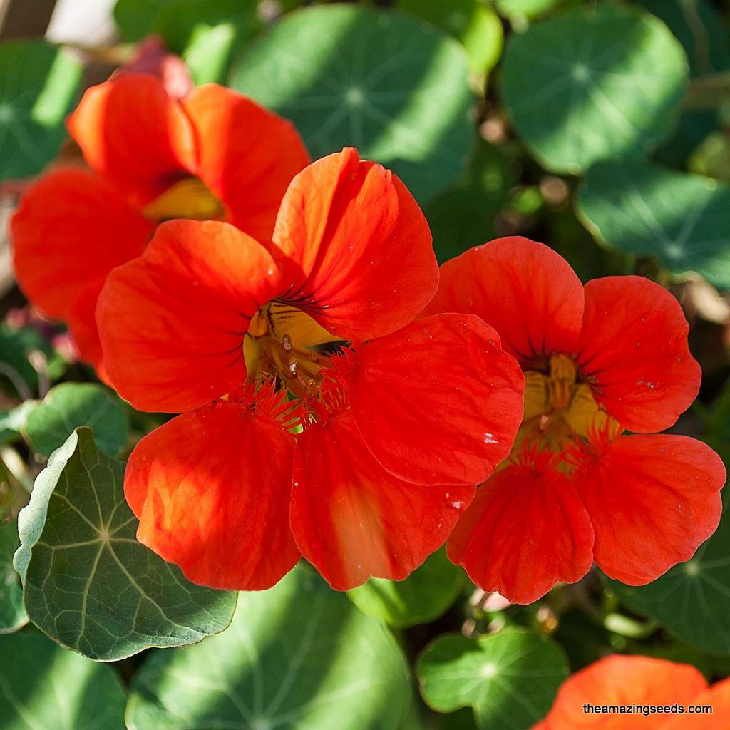 Nasturtium Empress of India Seeds/Indian Cress, Garden Nasturtium/Edible Flower