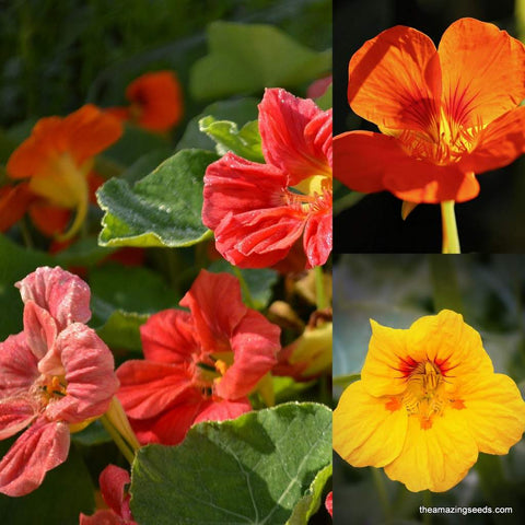 Nasturtium Seeds Dwarf Jewel Mix Nasturtium Seeds/ Edible Flower/Fall color Mix